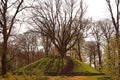 Stairs to a mature tree in the middle of a forest park ÃÂ  Royalty Free Stock Photo